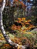 La tardor a L'Ariège.