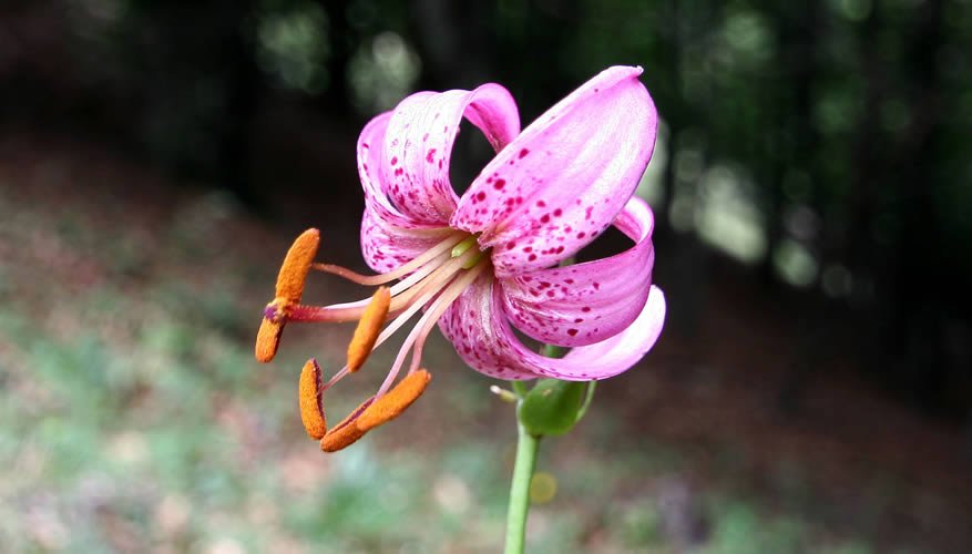 Marcòlic vermell: (Lilium martagon)