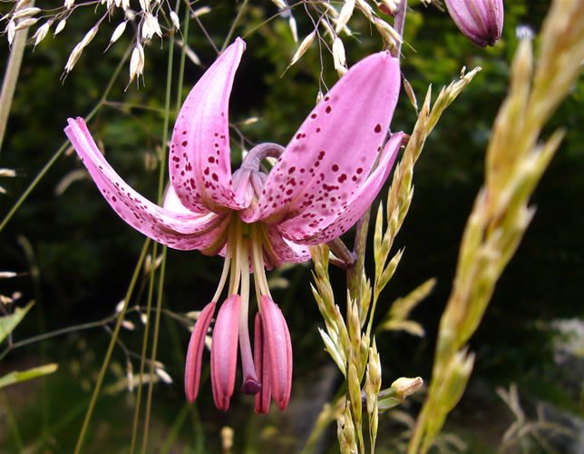 Marcòlic vermell: (Lilium martagon)