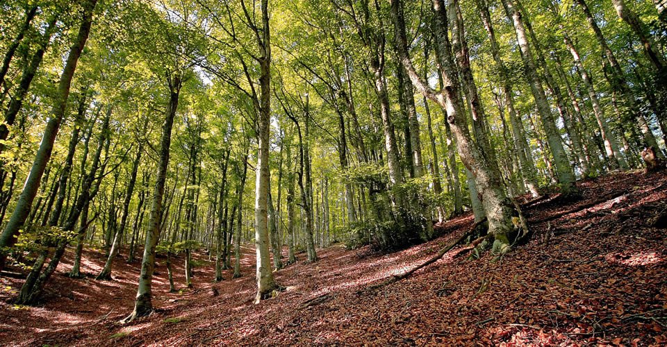 Fageda