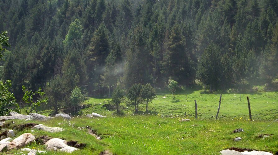 Polinització dels arbres.