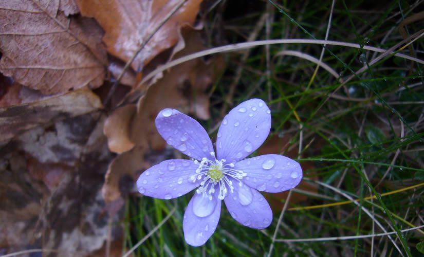 Flor desprès de la pluja.